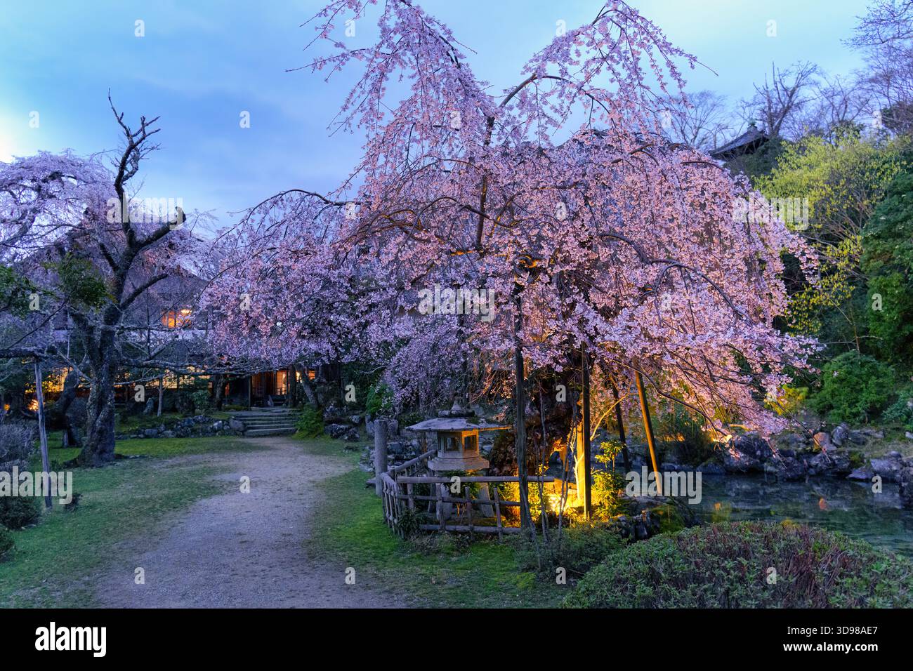 Beautiful traditional japanese garden with blooming cherry blossom ...