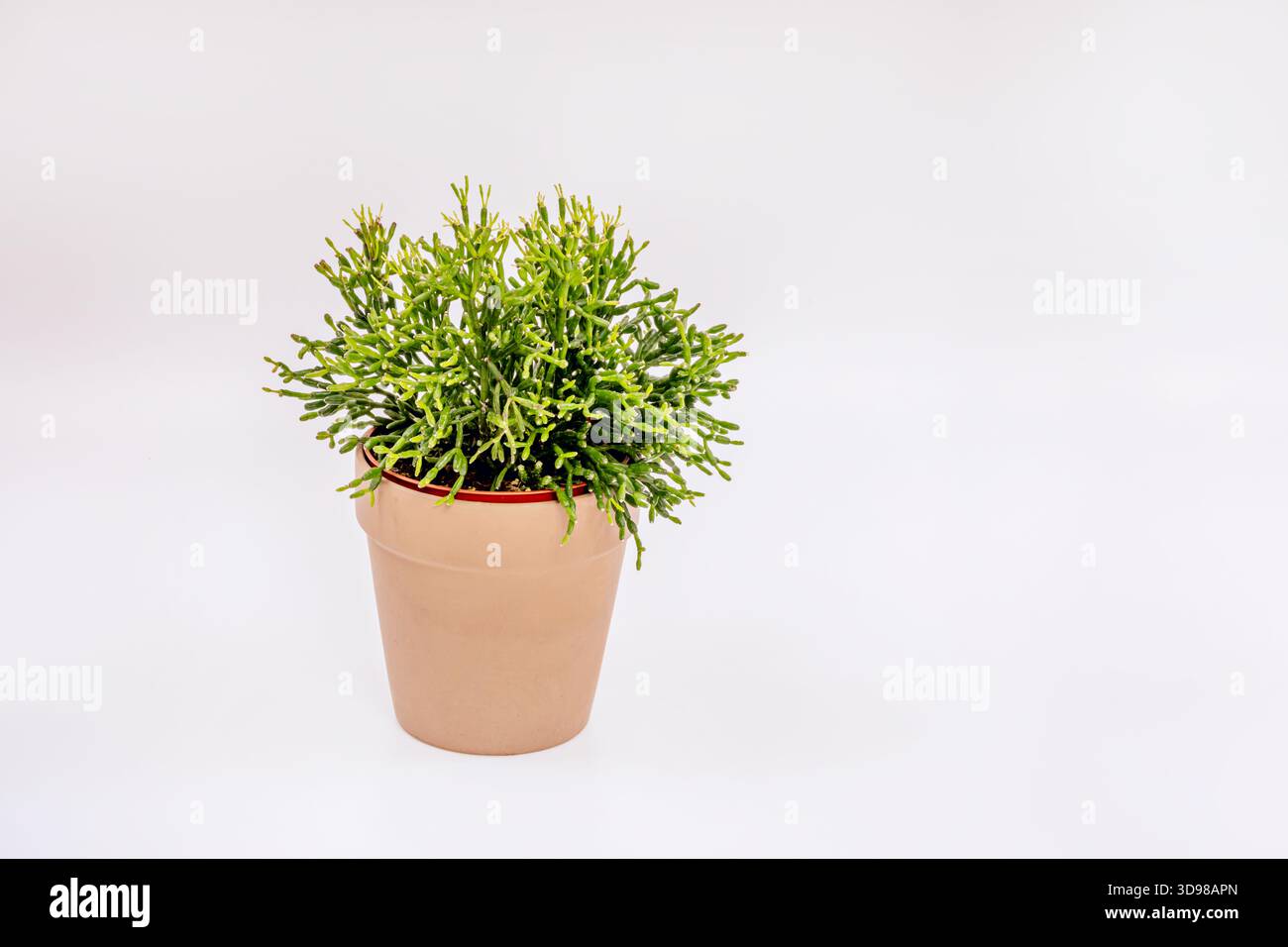Monstera deliciosa in a terracotta pot with its characteristic leaf holes,  placed near a bright window for optimal growth Stock Photo - Alamy