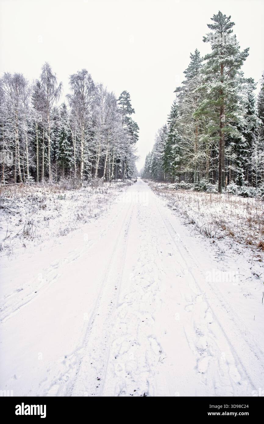Tire tracks and footprints in the snow on a forest road Stock Photo