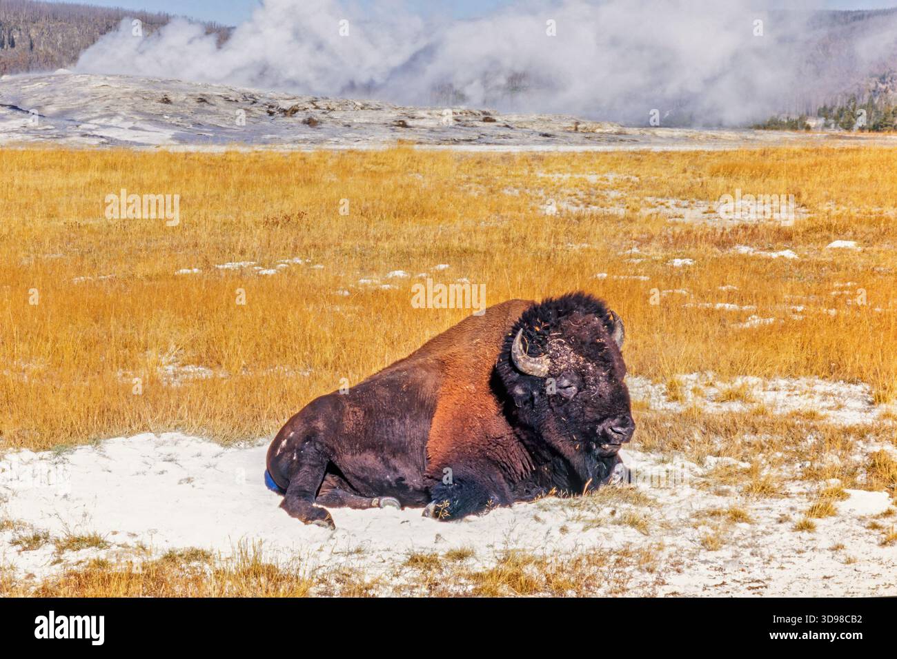 Bison close up hi-res stock photography and images - Alamy