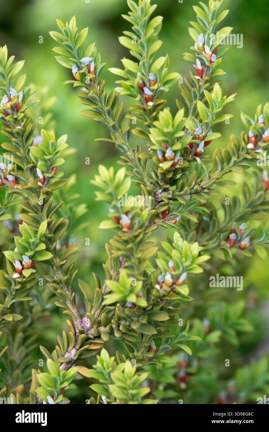 Podocarpus nivalis "Bronze" Stock Photo