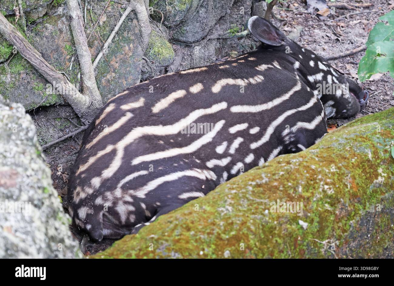 A few weeks newborn baby Malayan Tapir with white spots and stripes on ...