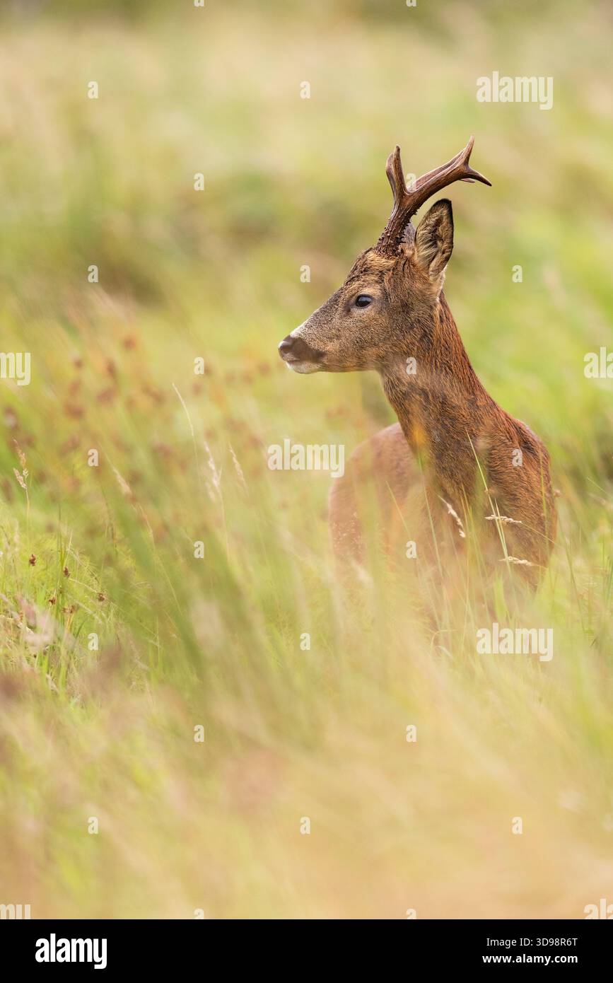 Beautiful roe deer buck hi-res stock photography and images - Alamy