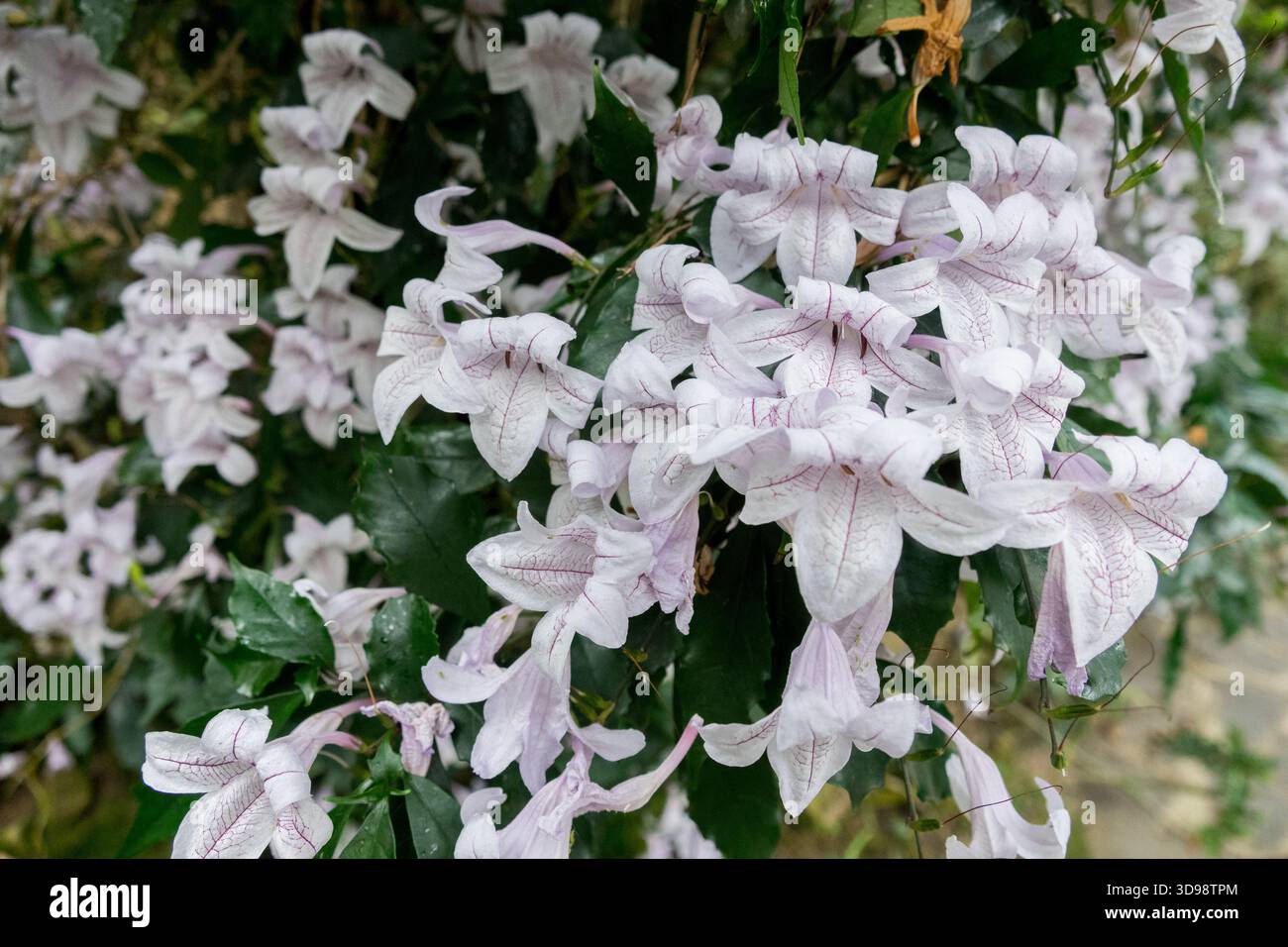 Forest Bell Bush Mackaya bella Stock Photo