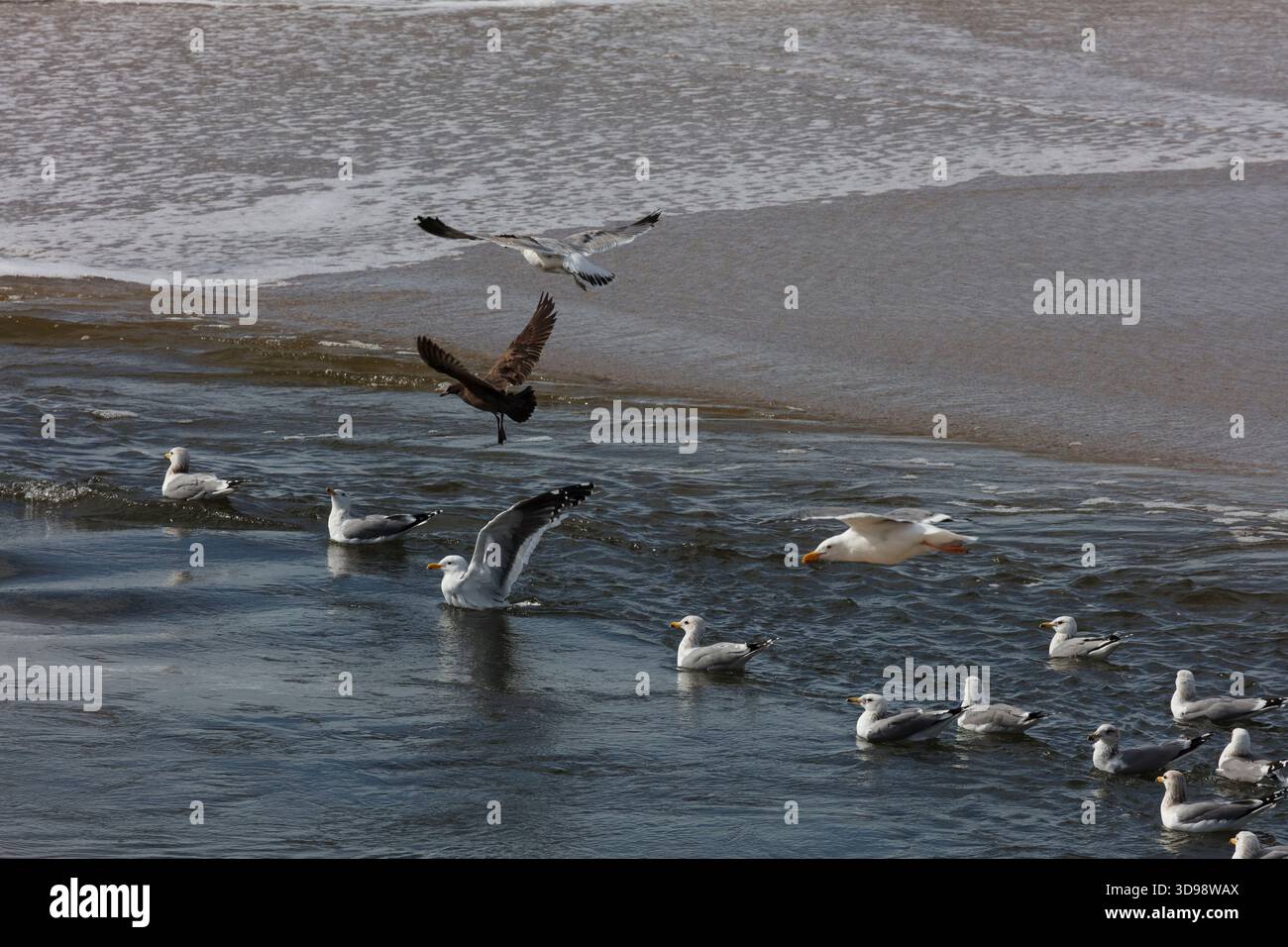 California gulls (Larus californicus) washing their feathers in the Carmel River estuary - Carmel, California Stock Photo