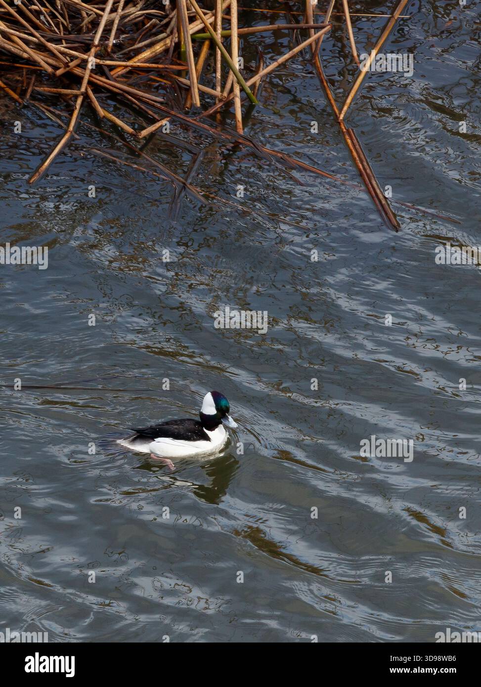 A Bufflehead duck (Bucephala albeola) in the Carmel River estuary - Carmel, California Stock Photo