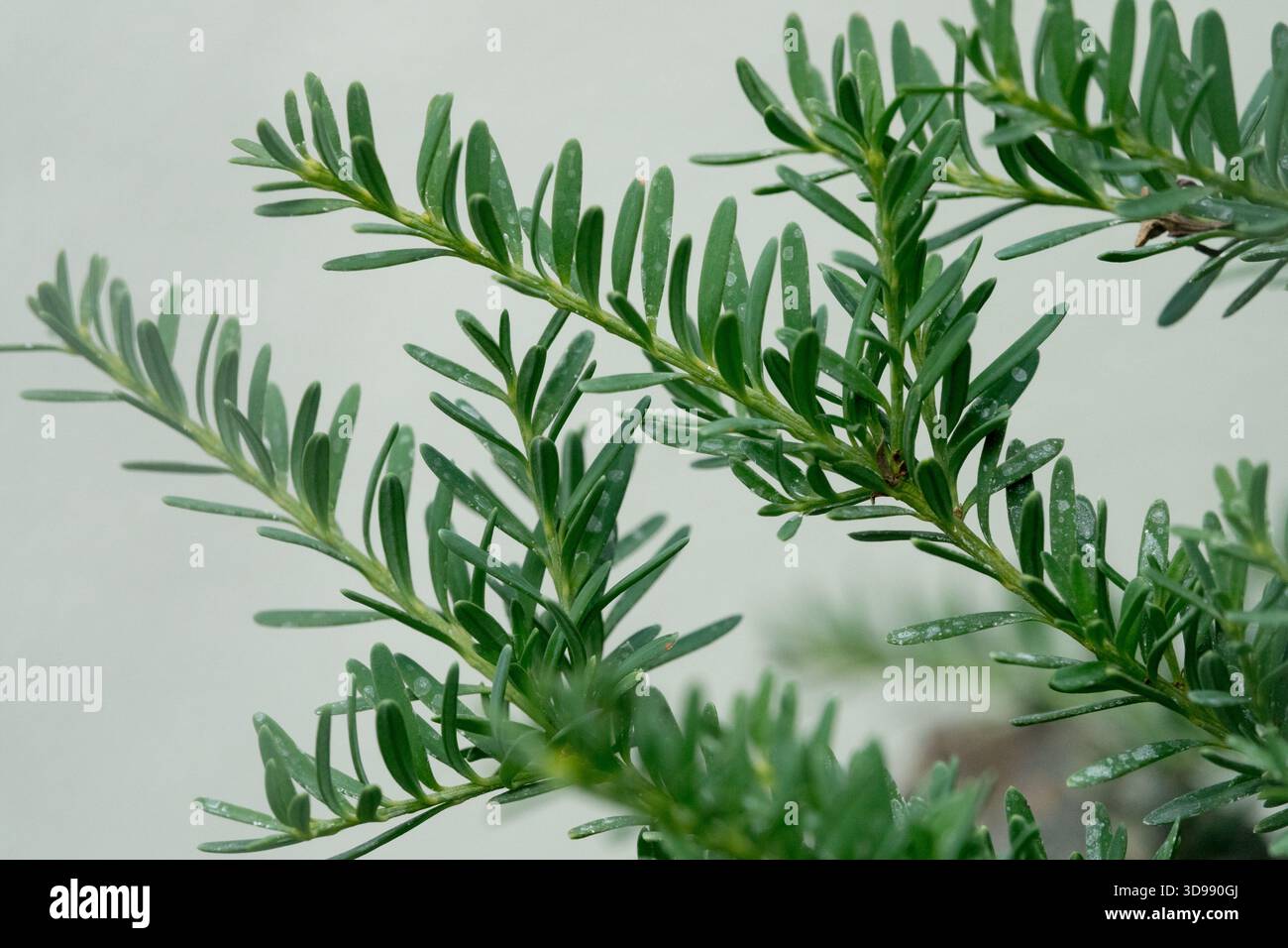 obst topfpflanzen Pflanzenerde torffrei bio 