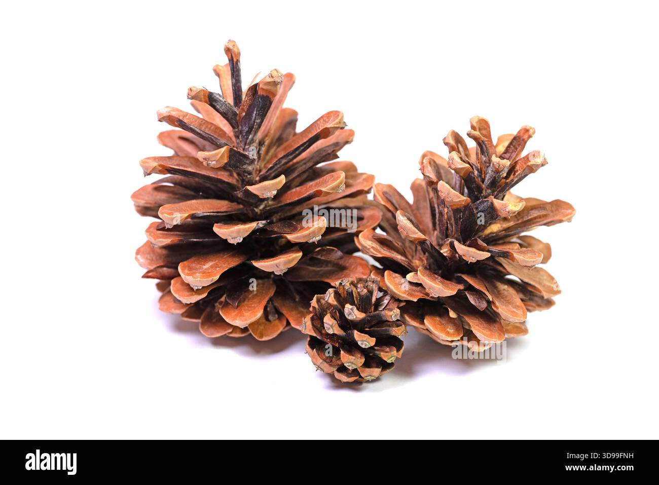 Three pine cones on a white background in close-up Stock Photo