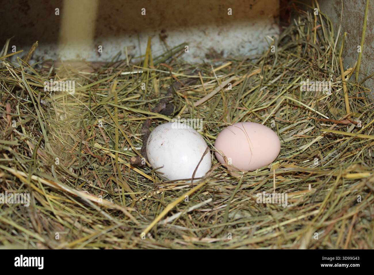 This scene shows two eggs hi-res stock photography and images - Alamy