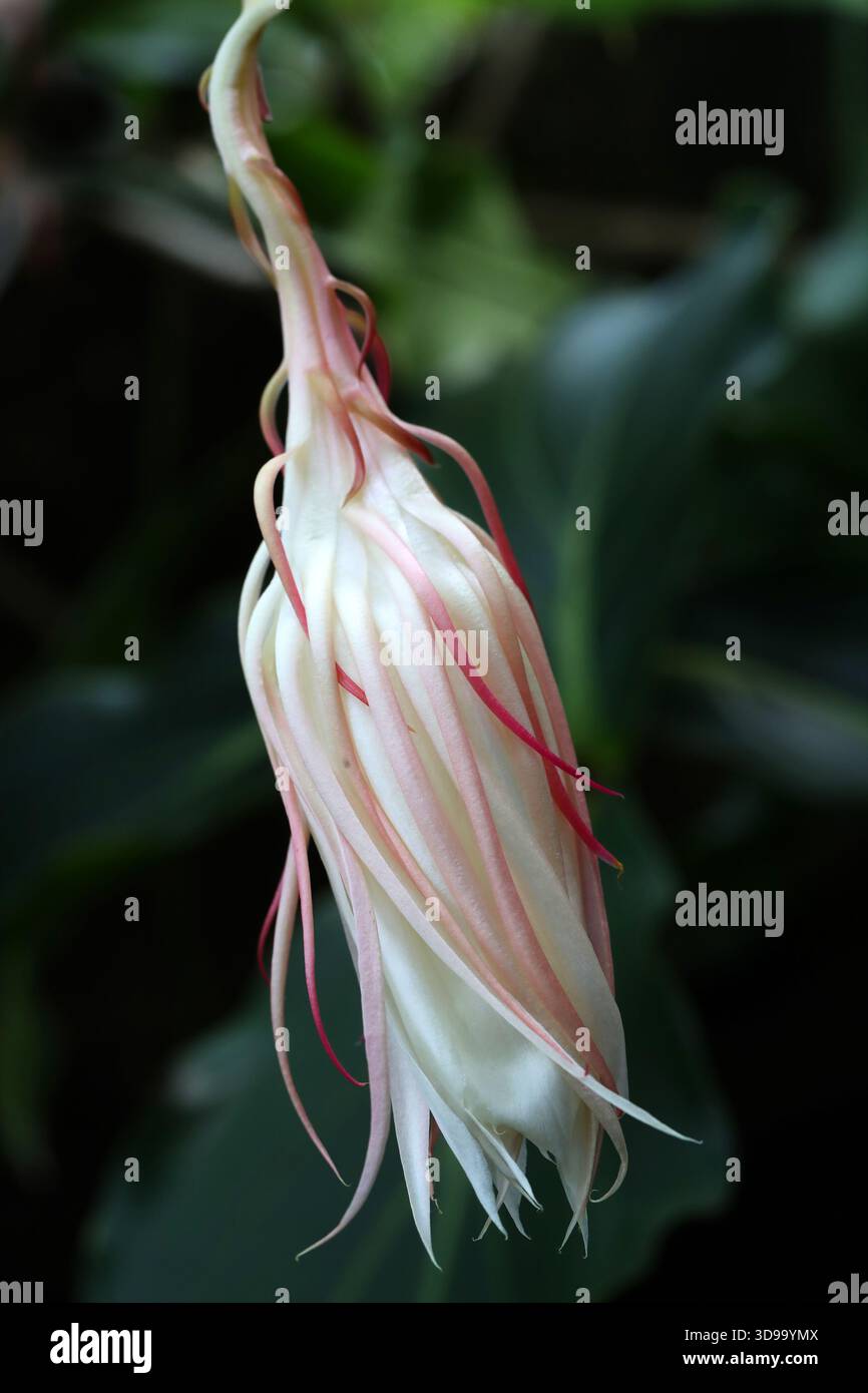 Queen of the Night Cactus, Dutchman's Pipe Cactus or Princess of the Night,  Epiphyllum oxypetalum, Cactaceae. Mexico to Nicaragua Stock Photo - Alamy