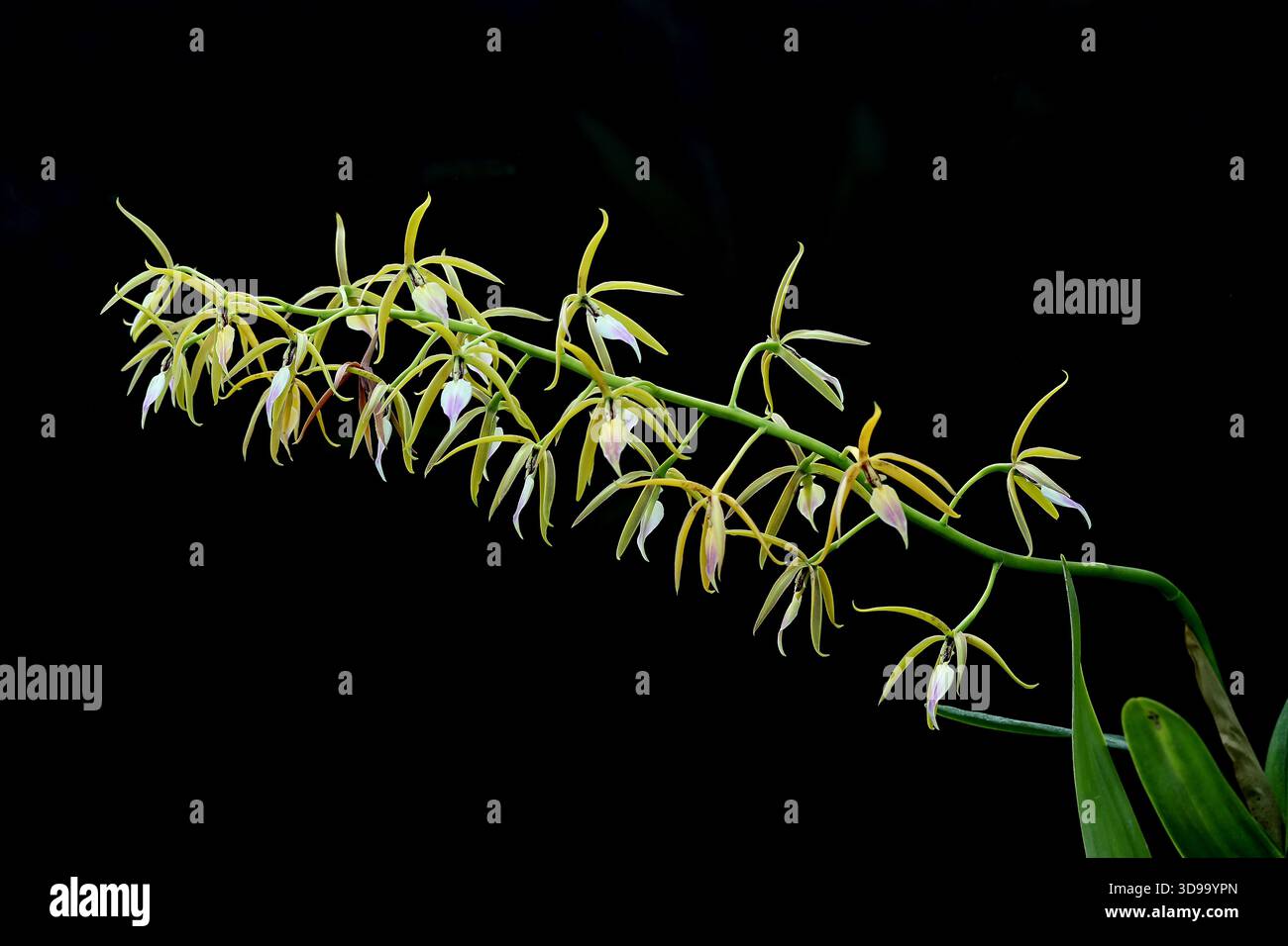 The Brassavola-like Panarica or Brassavola-like Prosthechea, Prosthechea brassavolae, Orchidaceae. Mexico to Central America. Stock Photo