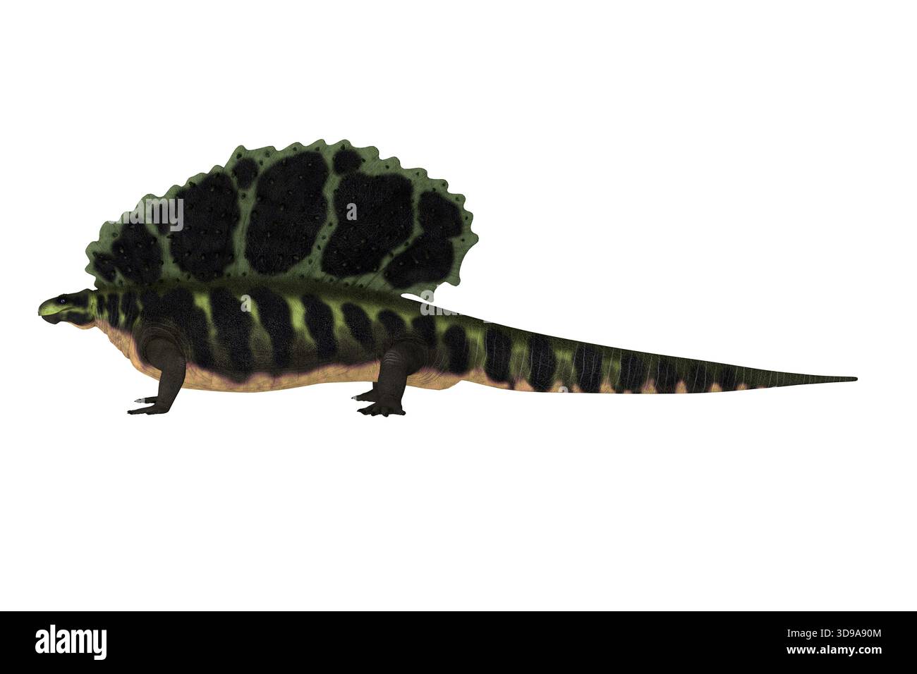 Edaphosaurus was a sailback carnivorous dinosaur that lived during the ...