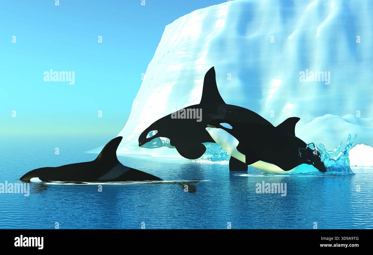 The Killer Whale also known as Orca is one of the largest predators of ...