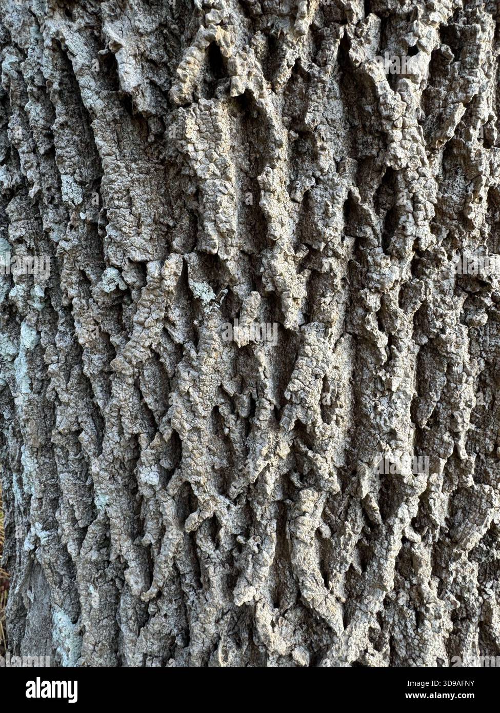 Close-up texture of tree bark - Smartphone Captured Stock Image