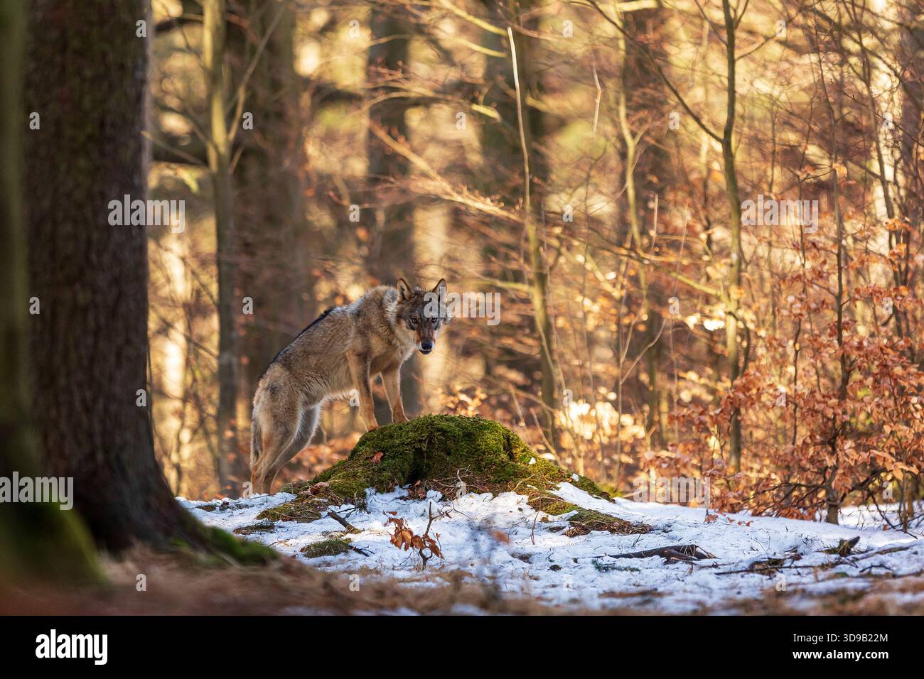 Surprised Wolves gray wolf (Canis lupus) surprised wolf in a beech forest full of ...