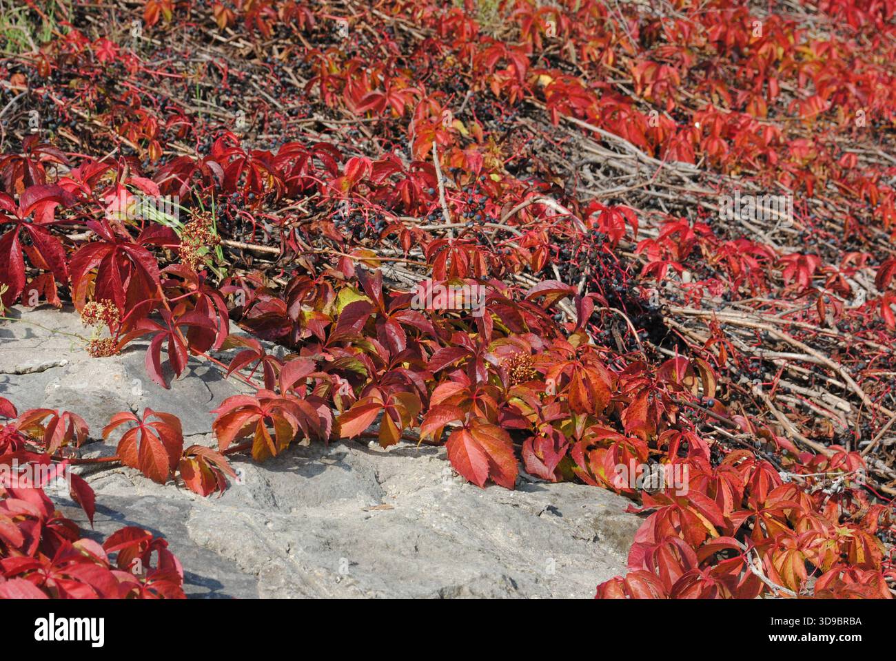 Rusted leaves of wild grape on a stone wall in autumn Stock Photo