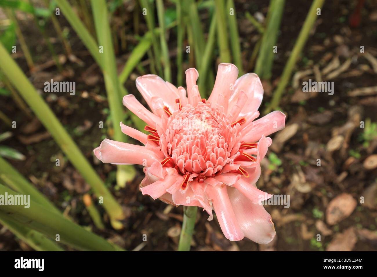 Bunga kecombrang hi-res stock photography and images - Alamy
