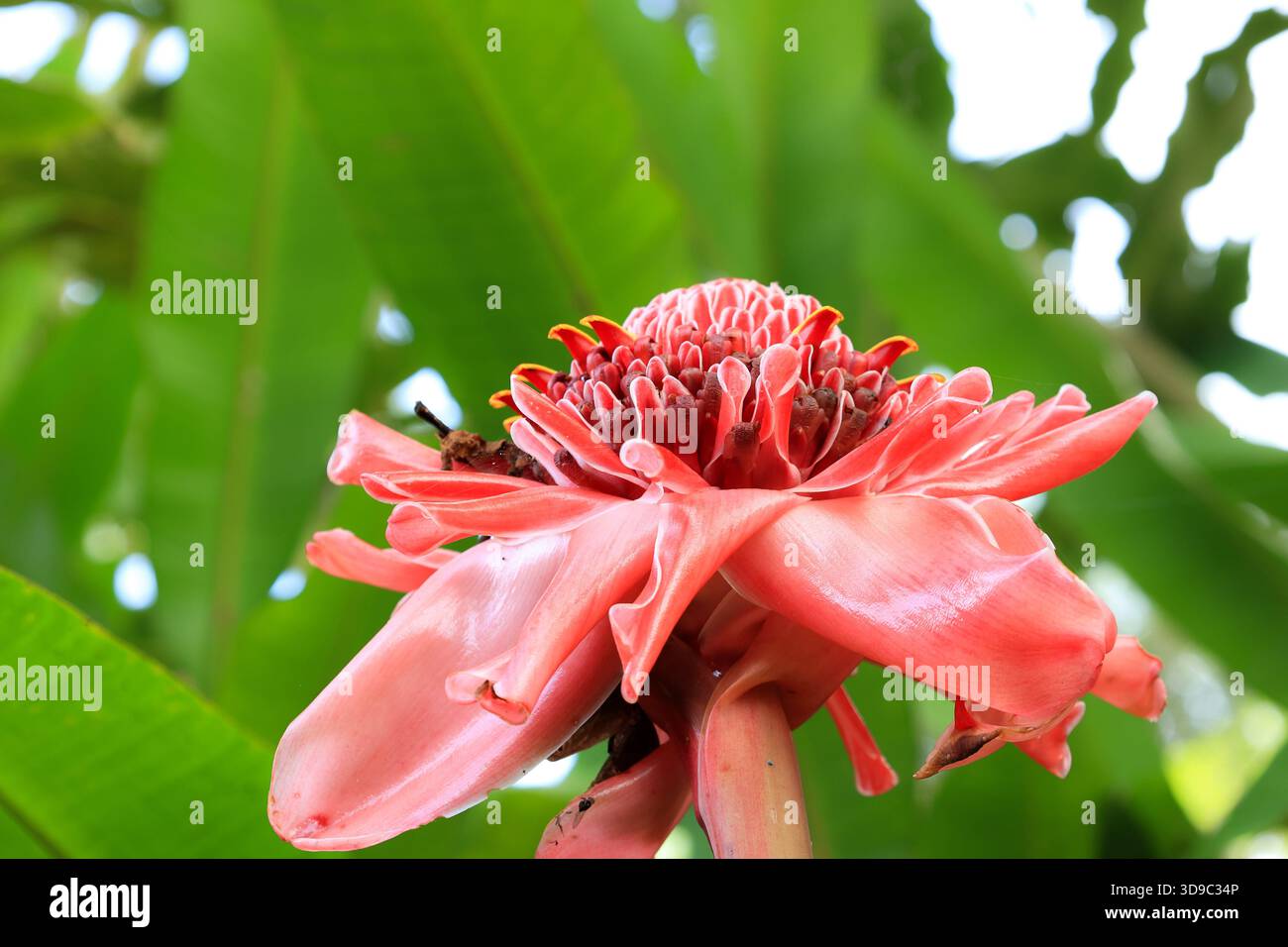 Bunga kecombrang hi-res stock photography and images - Alamy