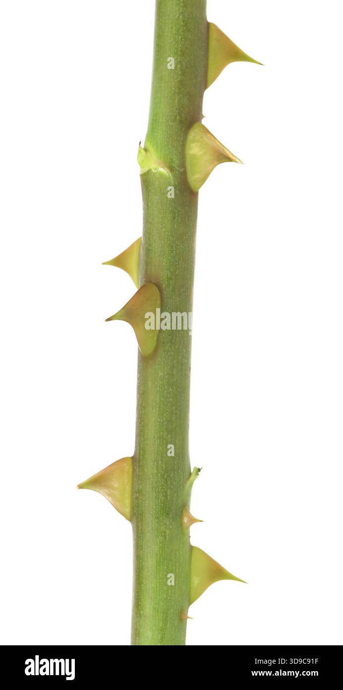 Rose thorn disease hi-res stock photography and images - Alamy