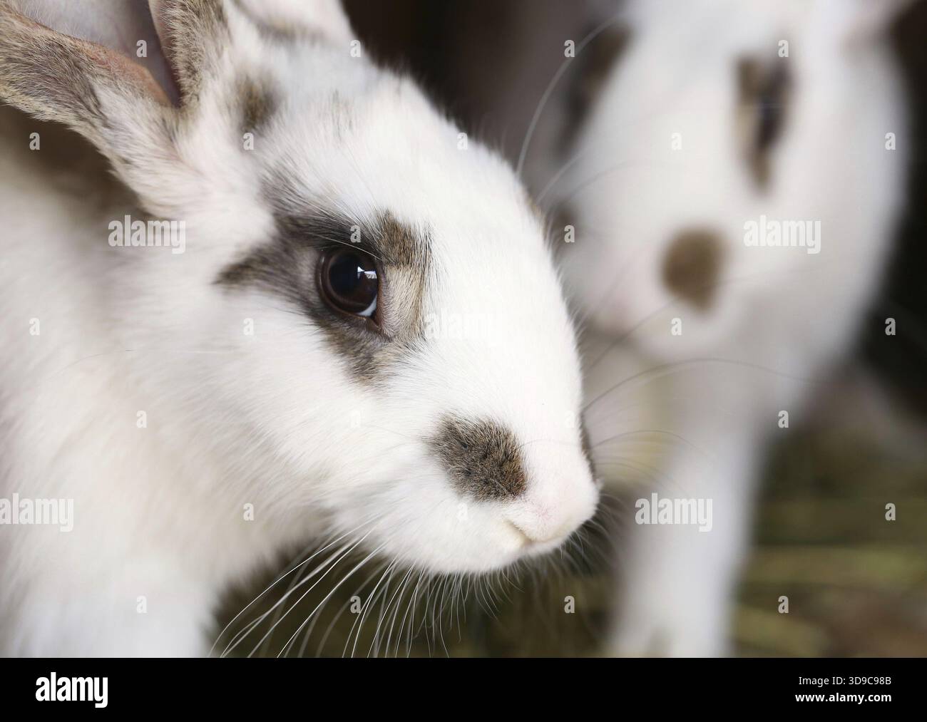 White rabbit with blask spots. Close up Stock Photo