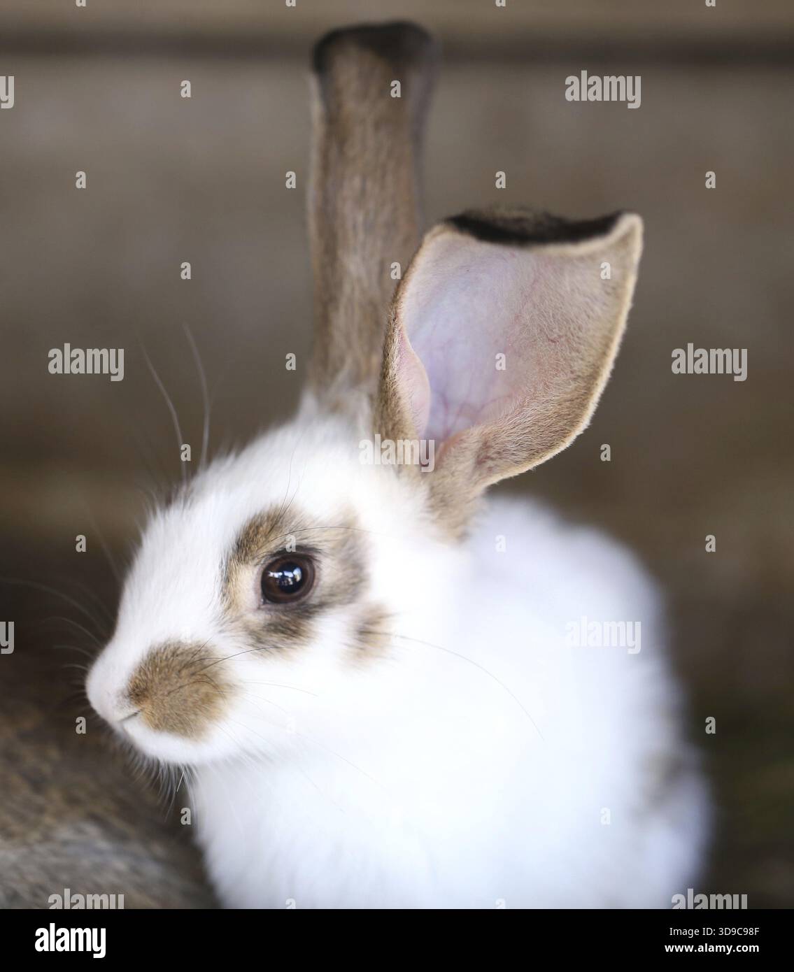 White rabbit with blask spots. Close up Stock Photo