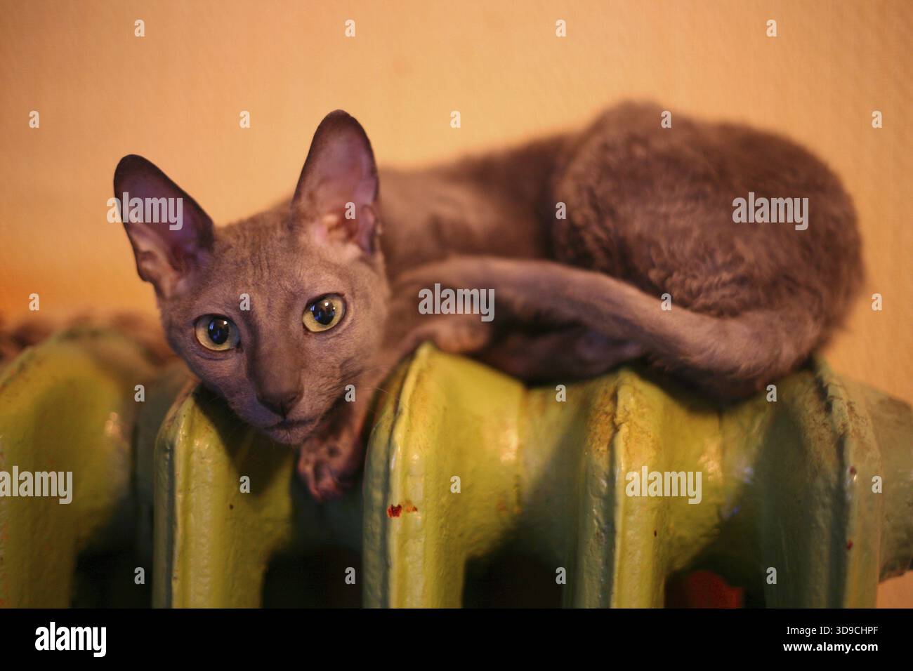 Cornish Rex cat on a green heater Stock Photo