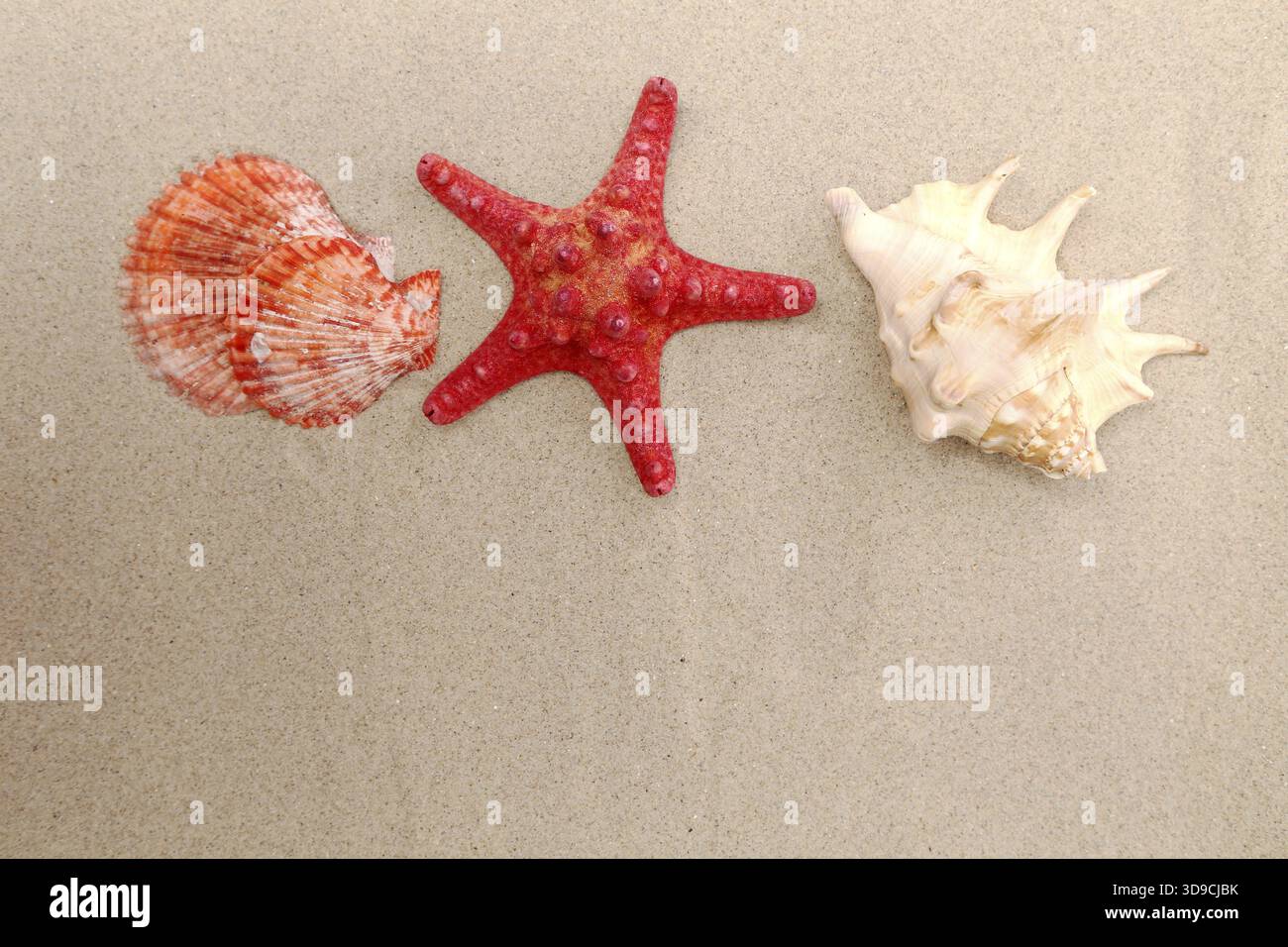 Red starfish and shells on sandy background Stock Photo