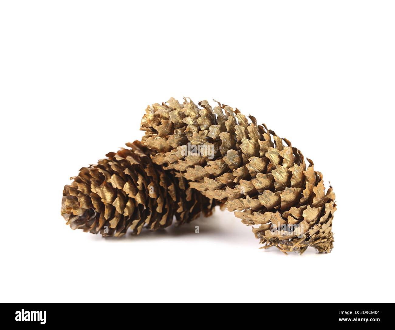 Golden large pine cones hi-res stock photography and images - Alamy