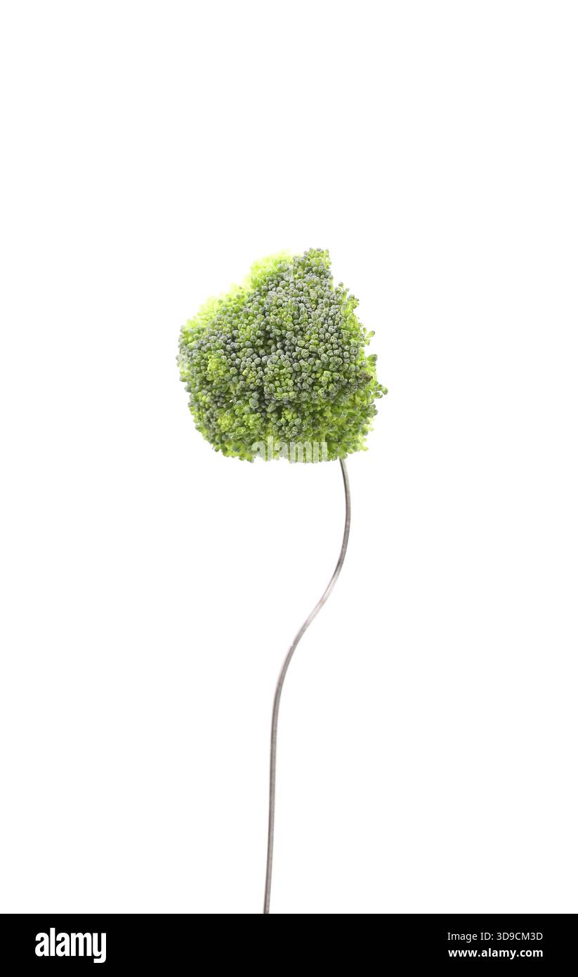 Broccoli floret on a fork isolated against white background Stock Photo