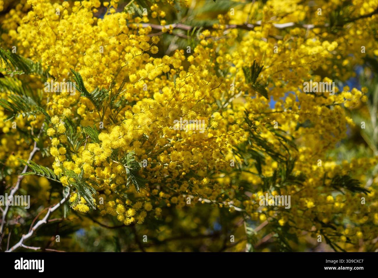 bergamot plant Flower