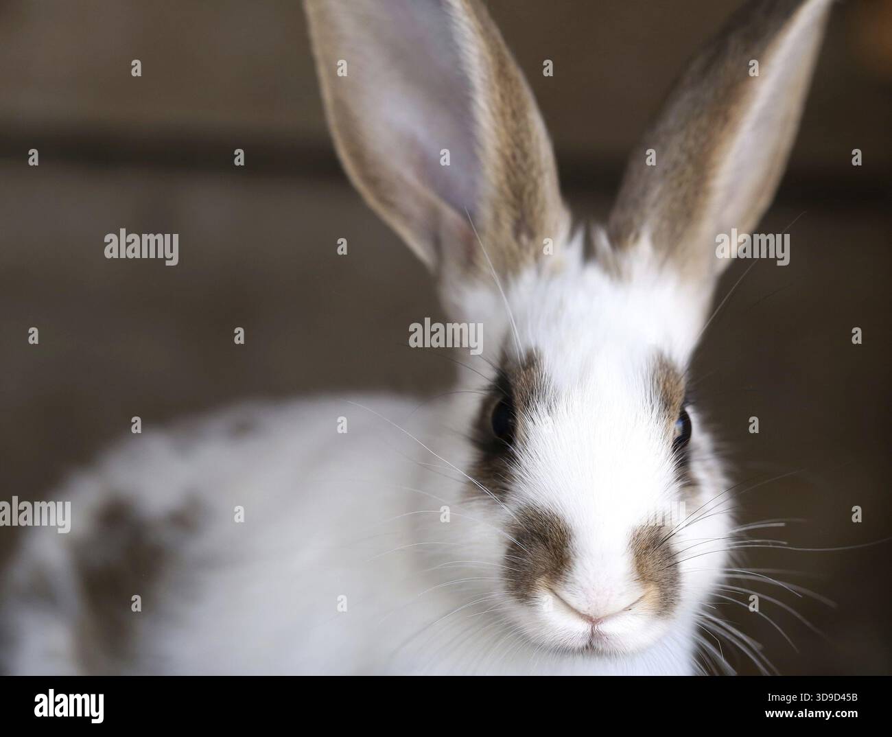 White rabbit with blask spots. Close up Stock Photo