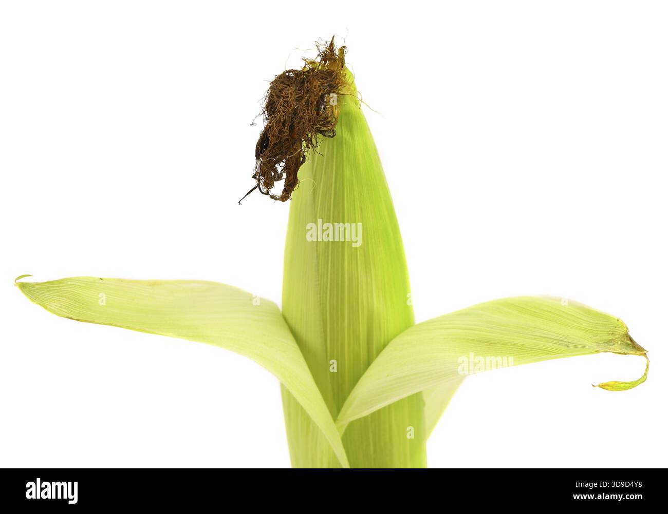Top closed corncob. Isolated on a white background Stock Photo