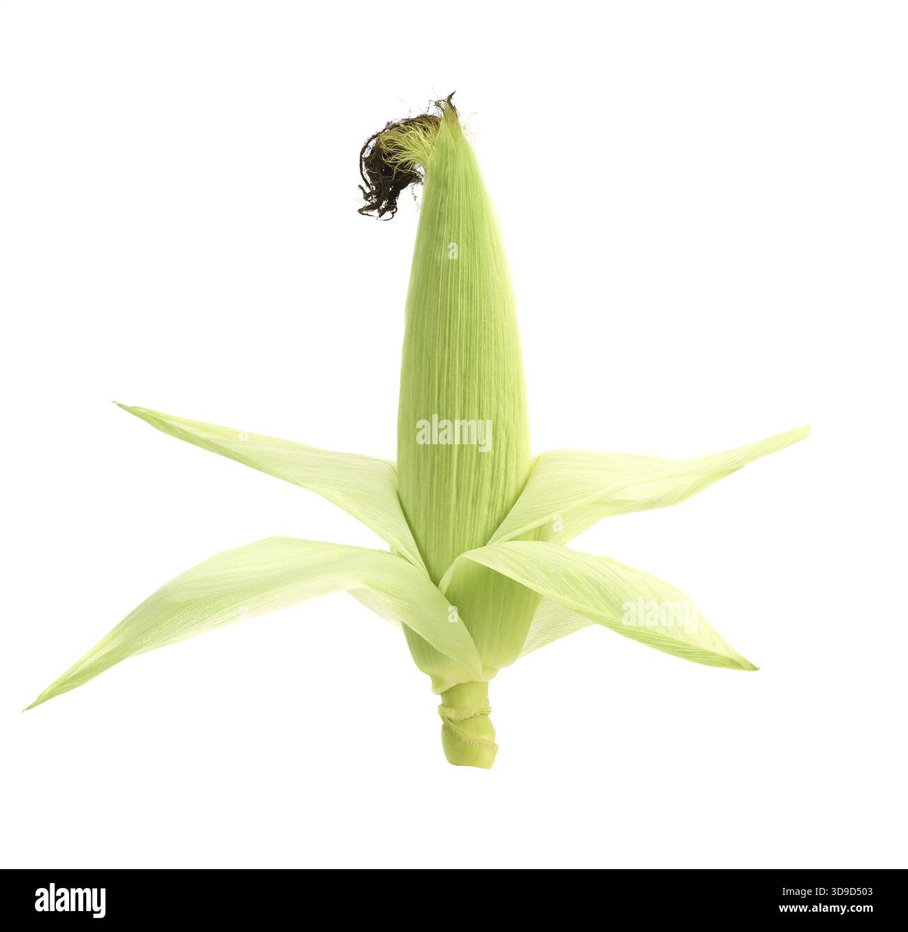 Top of closed corncob. Isolated on a white background Stock Photo