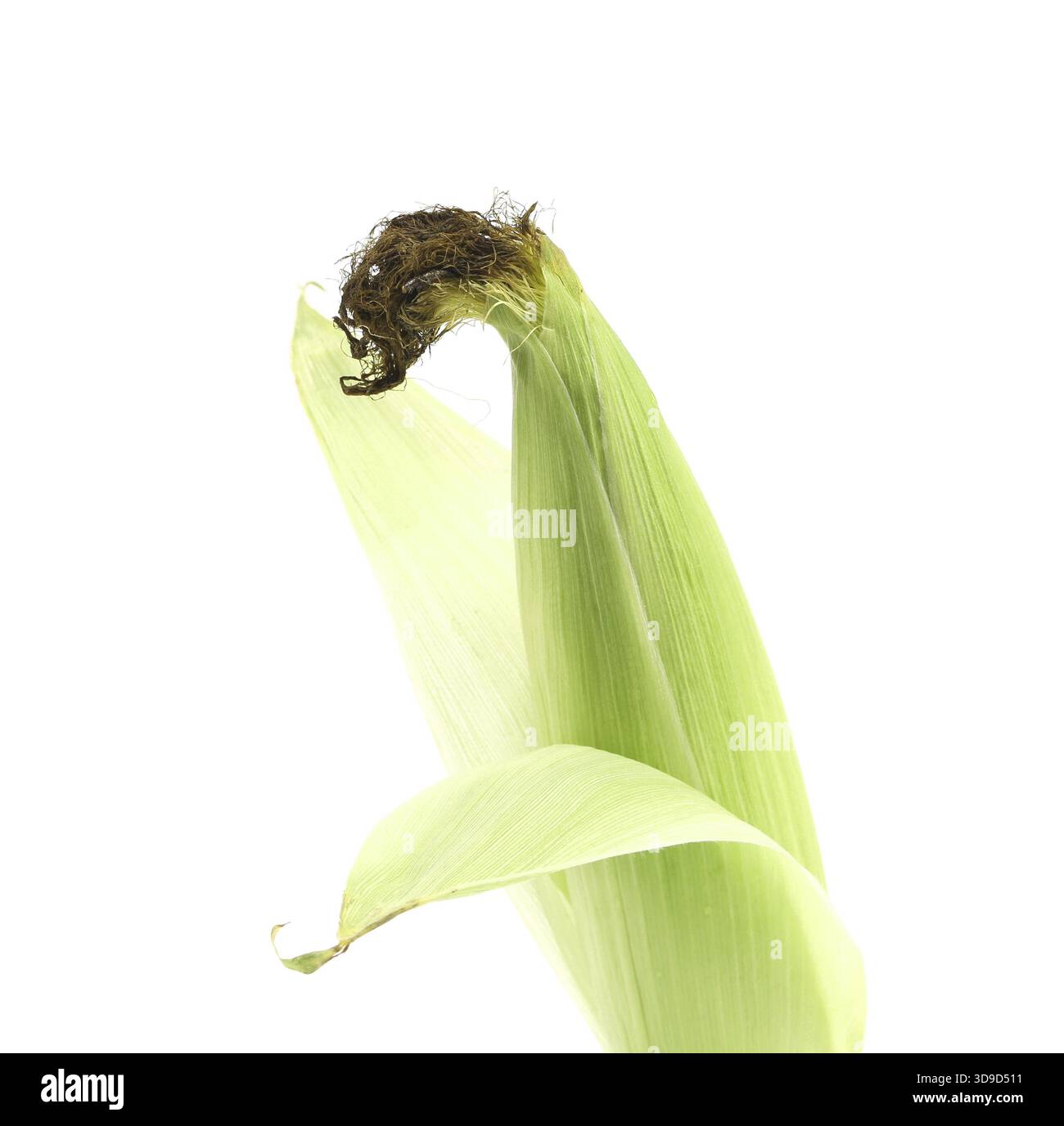 Top closed corncob. Isolated on a white background Stock Photo