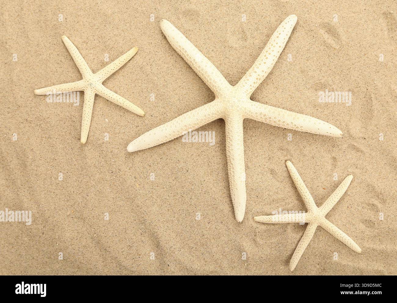 Three starfishes is located on sandy background Stock Photo