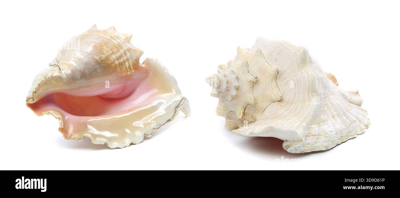 Two sea shells isolated on a white background Stock Photo