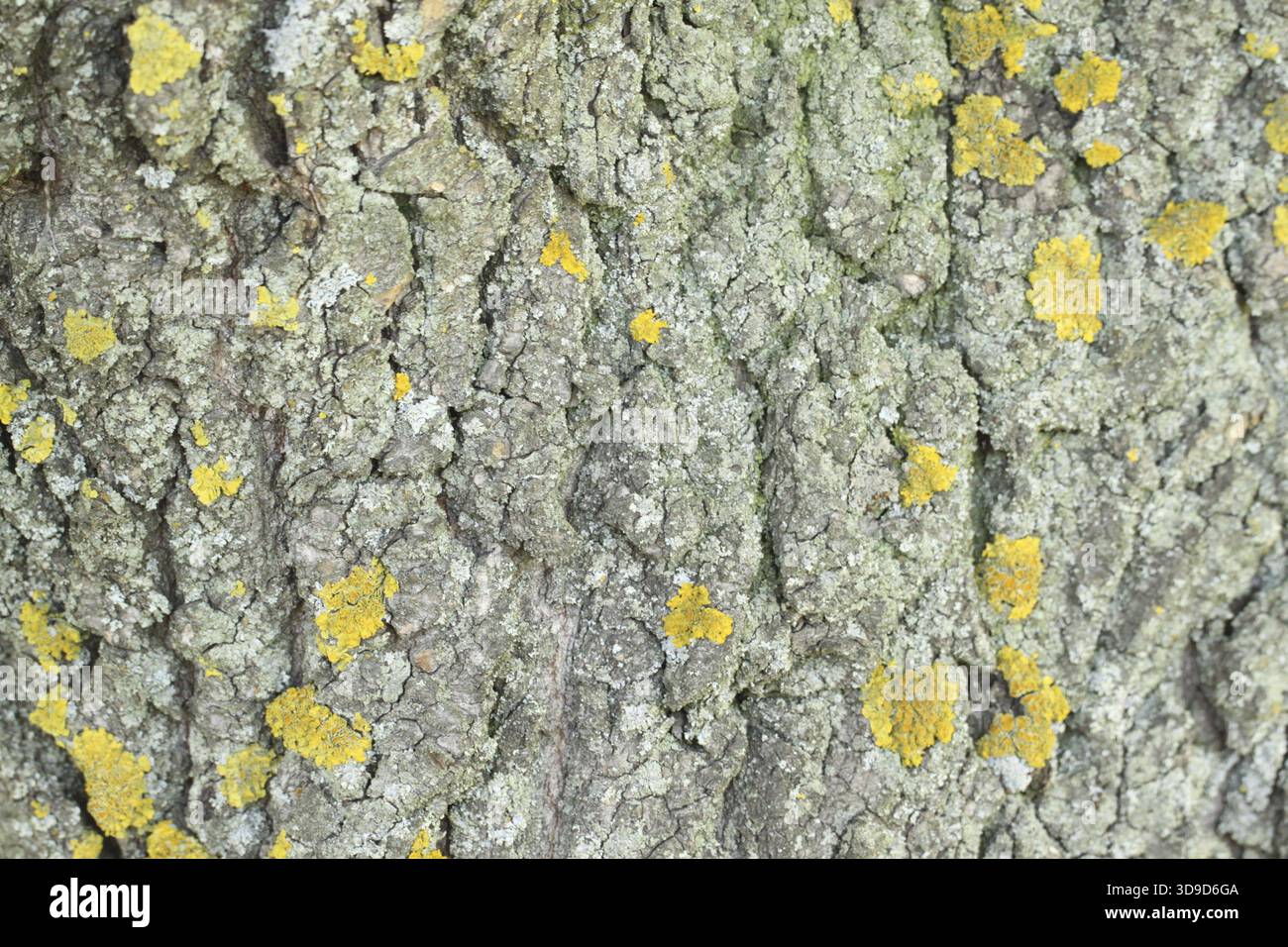 Yellow mold on the tree bark. Texture Stock Photo