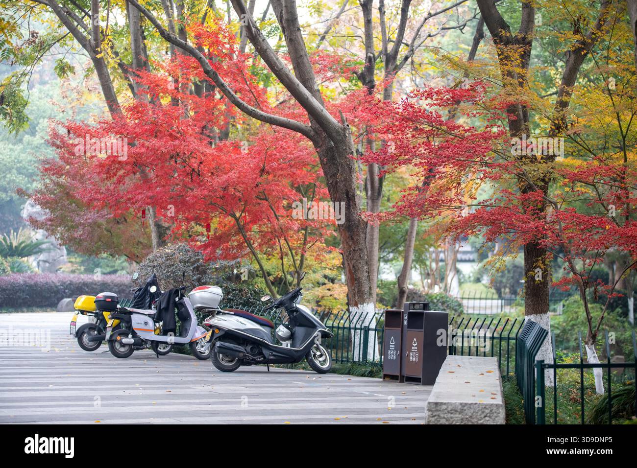 Red maple trees at a park in Jinhua City, east China's Zhejiang ...