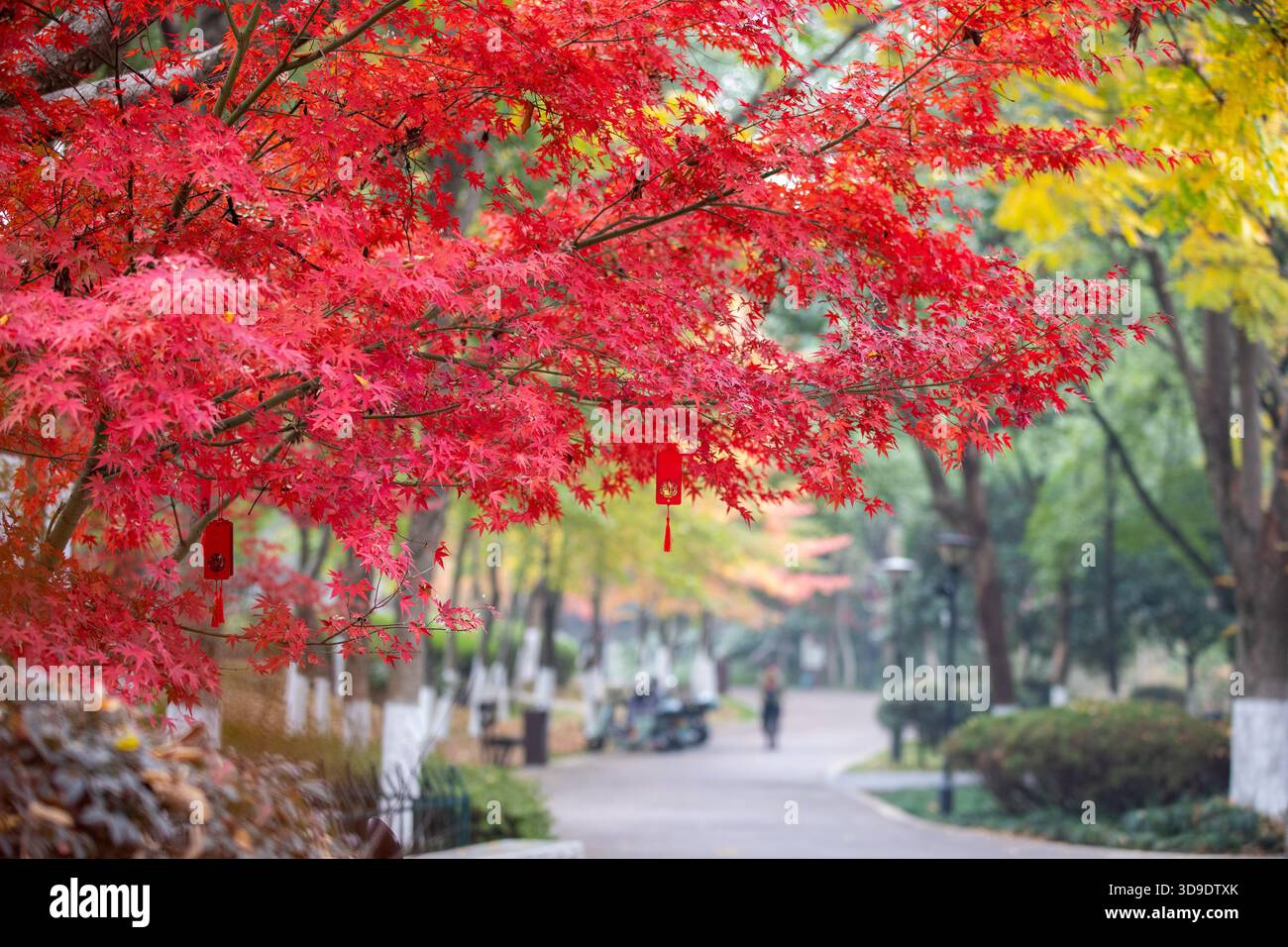 Red maple trees at a park in Jinhua City, east China's Zhejiang ...
