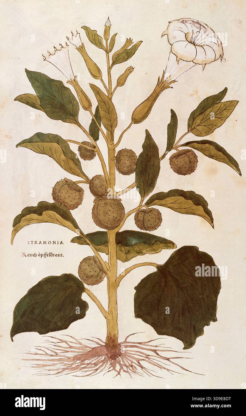 Black datura hi-res stock photography and images - Page 2 - Alamy
