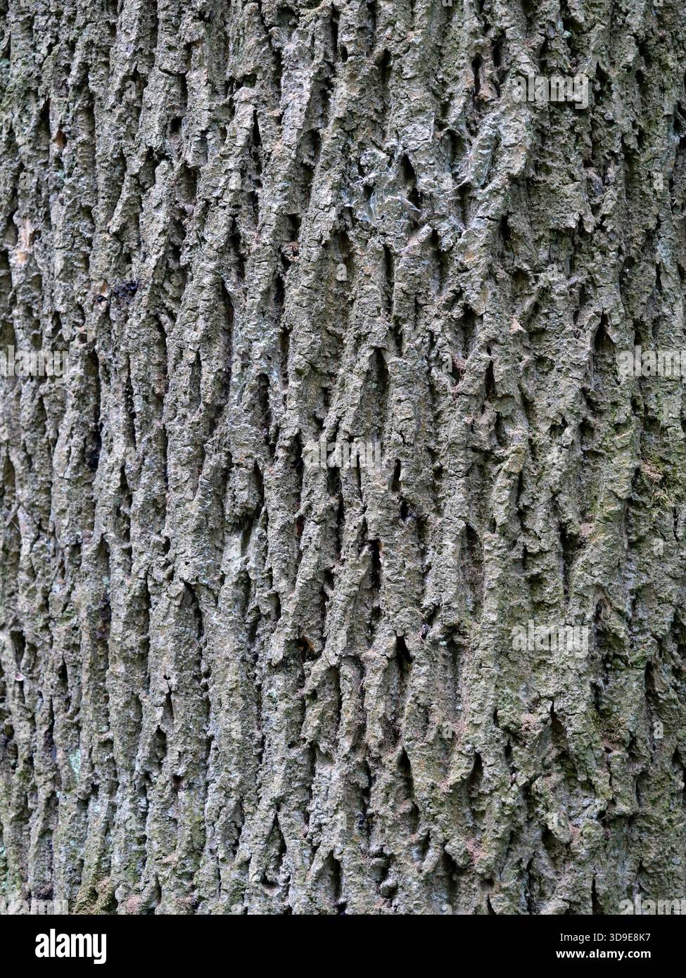 Ash tree trunk with cracked moss-covered bark. Lower section red-marked ...