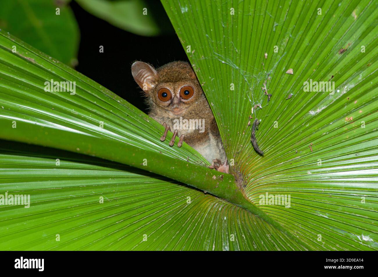 A spectral tarsier, Tarsius tarsier, peeks out from behind a large leaf ...