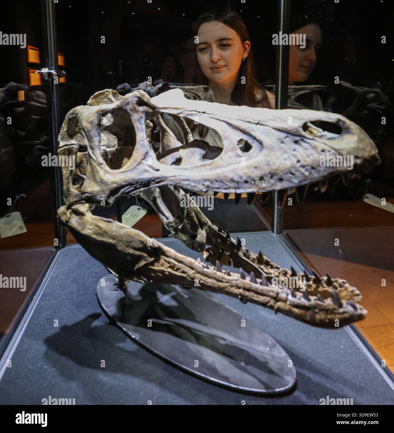 Rare Nanotyrannus sells at auction for $47.3 million, becoming second most valuable fossil ever