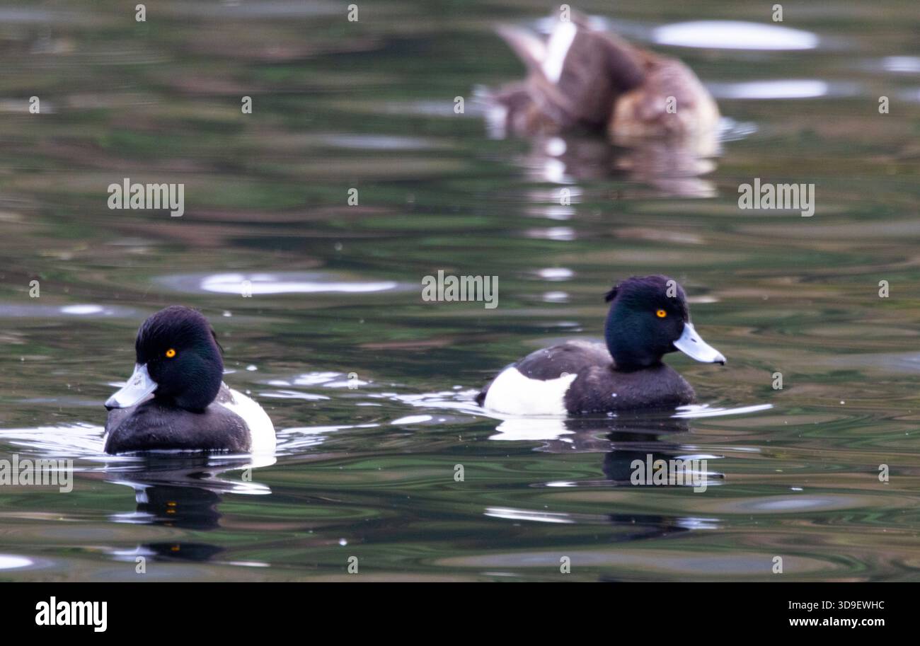 the Tufted Duck is the commonest of the diving duck family in UK. The males are strikingly marked with iridescent plumage and a distinct golden eye Stock Photo