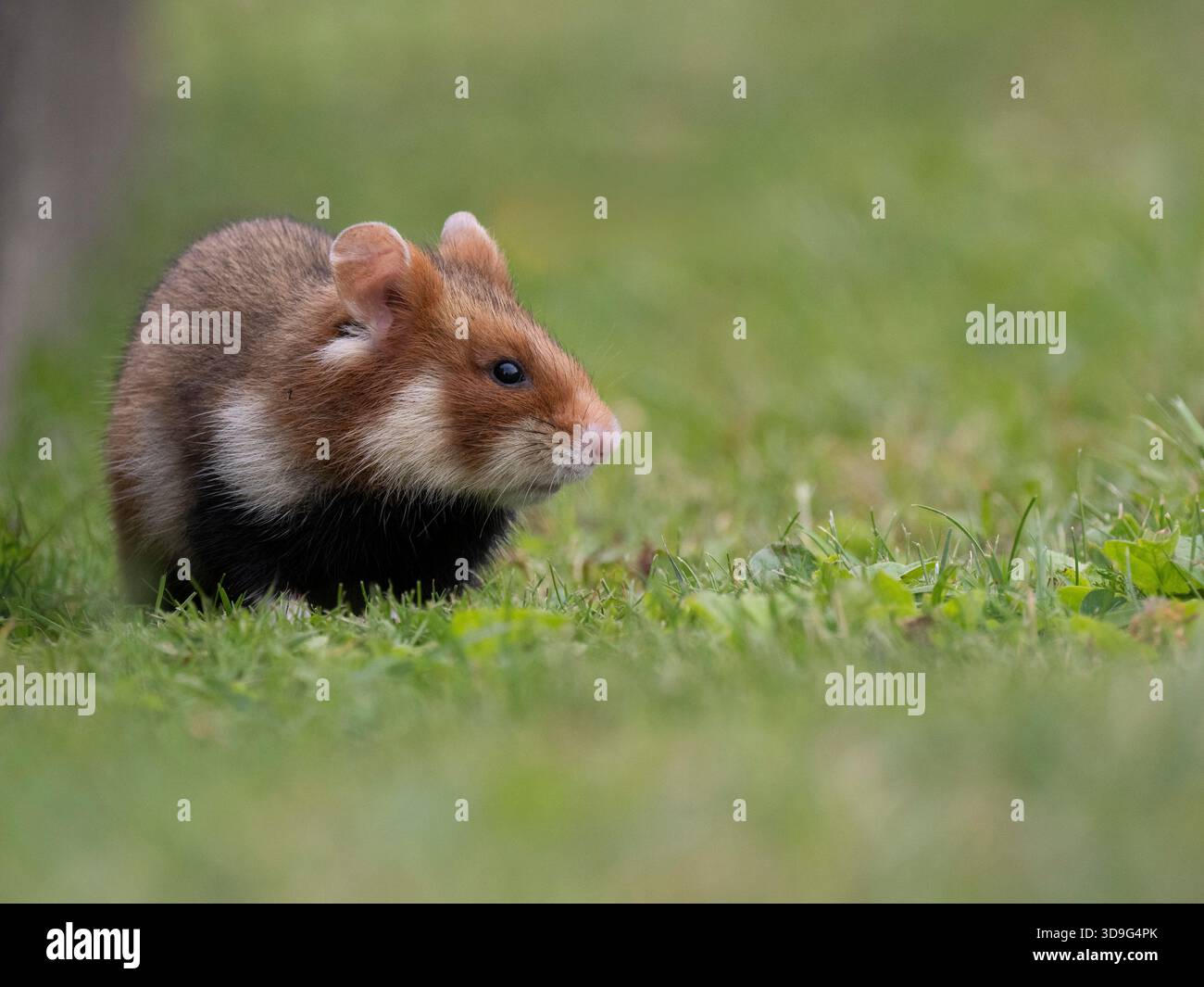 European hamster (Cricetus cricetus) in grass around graveyards, Friedhof Meidling Cemetery, Vienna, Austria Stock Photo