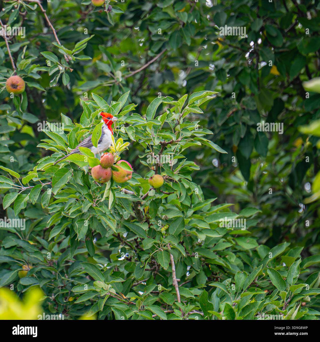 A Red-Crested Cardinal, a white and grey bird with a striking red head, holds nesting material in its beak while perched in an apple tree with red and Stock Photo
