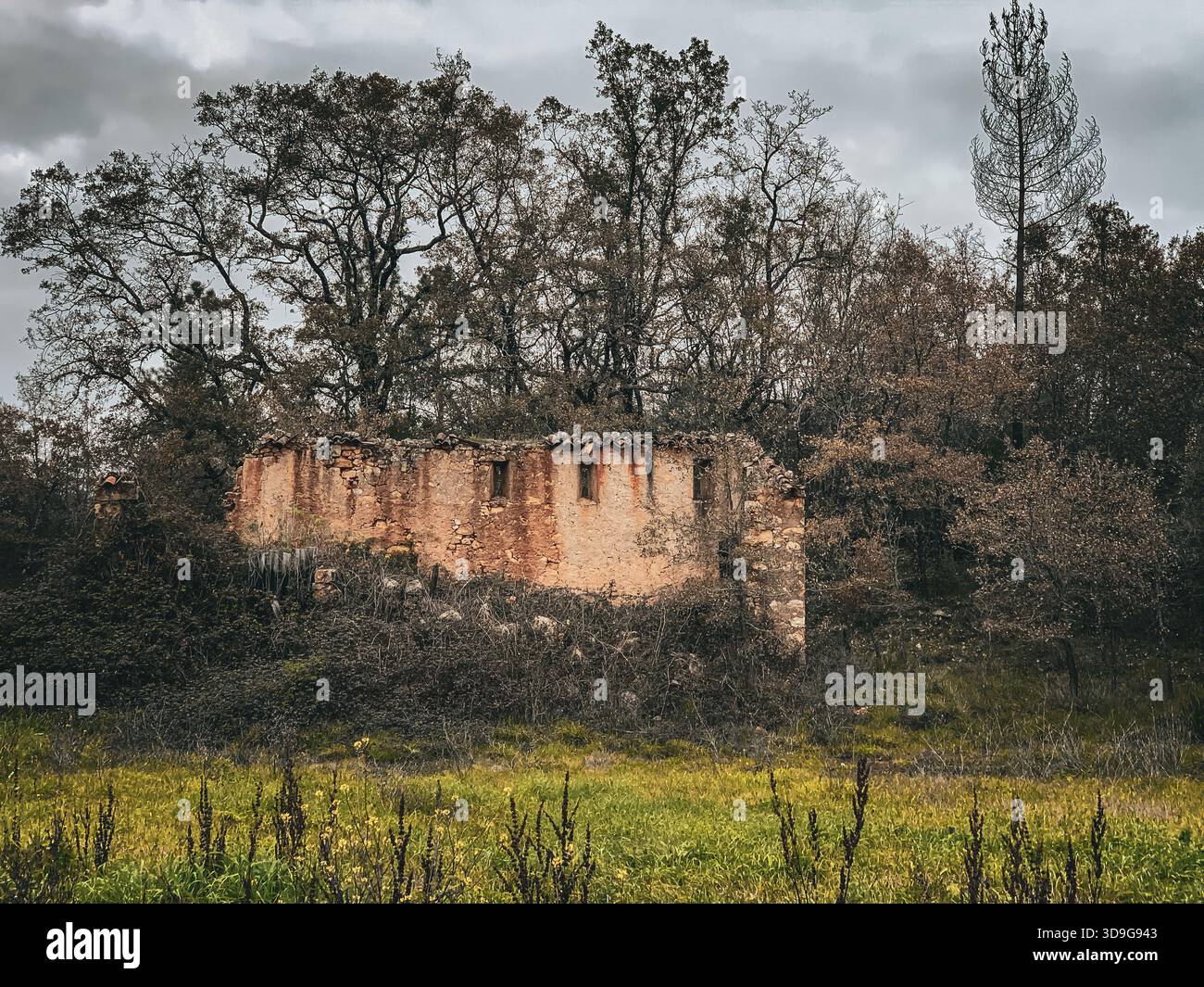 Ruin & trees - Smartphone Captured Stock Image
