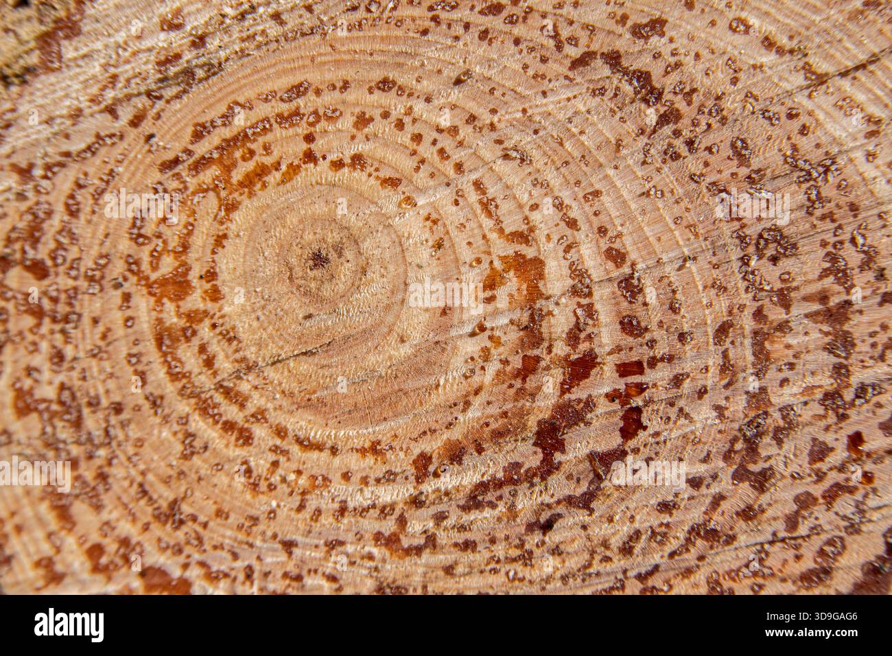 Macro photograph of the cross section of a tree trunk with visible ...