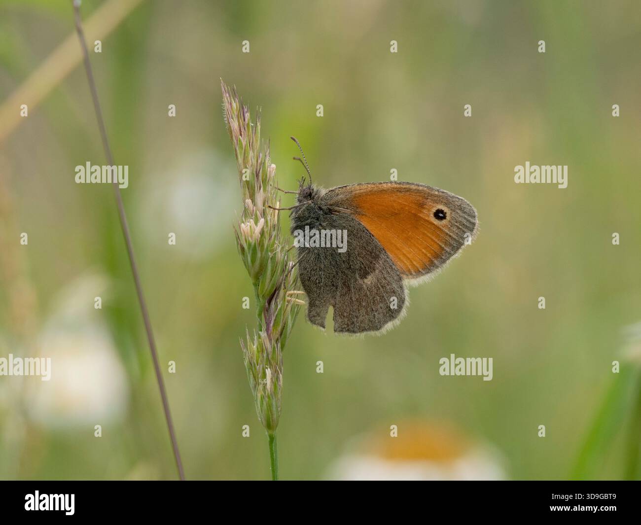 Small Heath Butterfly (Coenonympha pamphilus) Ehrwald, Austria Stock Photo