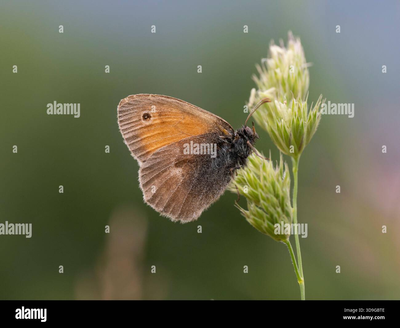 Small Heath Butterfly (Coenonympha pamphilus) Ehrwald, Austria Stock Photo
